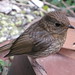 Harold Robin Photo 2