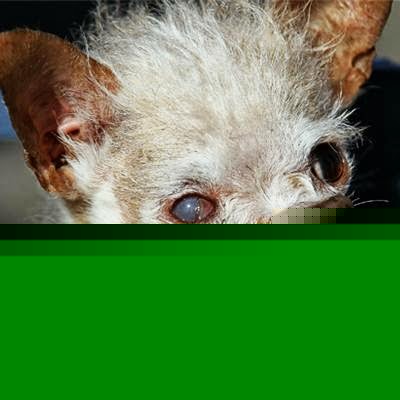 Michael Savage Photo 53