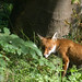 Kelvin Fox Photo 7