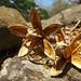 Maximo Rivas Photo 2