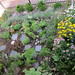 Susan Parsley Photo 9