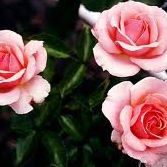Mary Varghese Photo 24