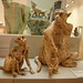 Alison Rodgers Photo 9