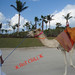 Dana Hom Photo 5