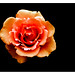 Dani Flowers Photo 4