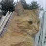 Michele Goad Photo 1
