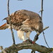 Lynn Hawks Photo 8