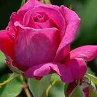 Mohammad Awan Photo 18