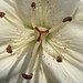 Flor Monroe Photo 4