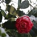 Rose Mcneely Photo 3