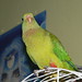Lori Green Photo 10