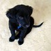 Edward Labrador Photo 4