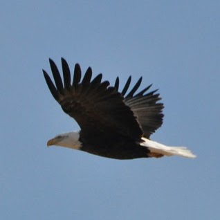 Michael Townsley Photo 19