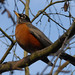 Robin Stanley Photo 8