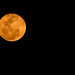 Chandra Wolf Photo 6