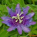 Linda Flower Photo 10