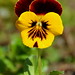Viola Robinson Photo 10