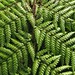 Fern Hardy Photo 6