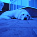 Reuben White Photo 9