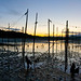 Dawn Salmon Photo 8