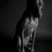 Stella Light Photo 5