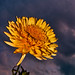 Michael Peart Photo 10