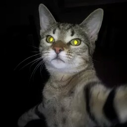 Thomas Sahs Photo 13