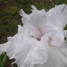 Joyce Bishop Photo 8