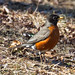 Robin Salisbury Photo 4