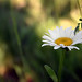Dan Allis Photo 6
