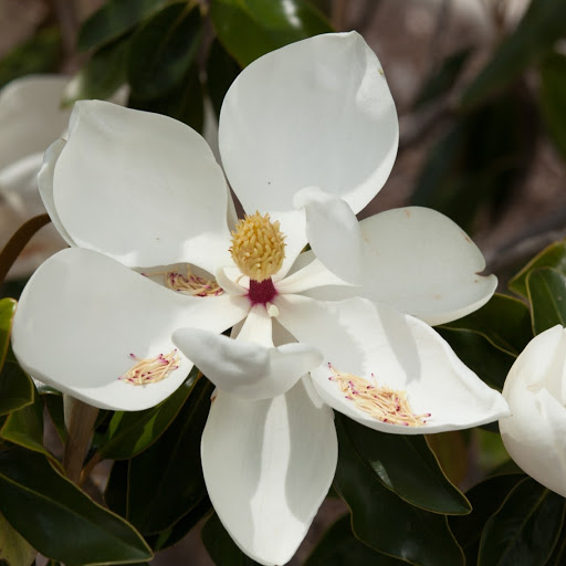 Margaret Cook Photo 24