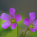 Flor Martinez Photo 8