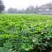Shuang Li Photo 11