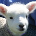 Dee Lamb Photo 5