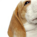 Richard Beagle Photo 13