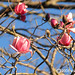 Mona Flowers Photo 9