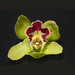 Flor Maldonado Photo 12