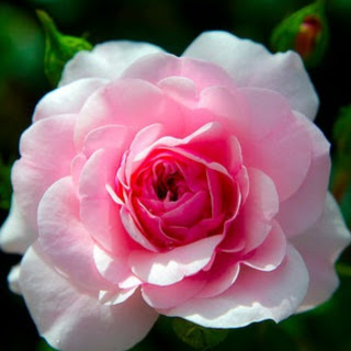 Thu Do Photo 42