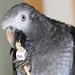 Bobby Gray Photo 6