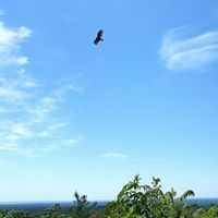 Linda Wilkie Photo 15