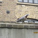 Diane Wood Photo 6