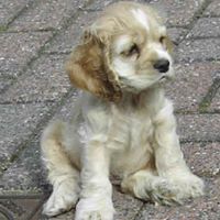 Allison Samuels Photo 16