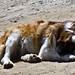 Bernard Cota Photo 1