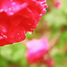 Rose Mcmaster Photo 6
