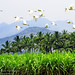 Go Green Photo 12