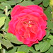 Karen Rose Photo 13