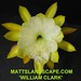 Clark Bloom Photo 9
