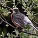 Robin Michael Photo 12