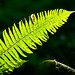 Robert Fern Photo 12