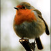 Wendy Forbes Photo 9